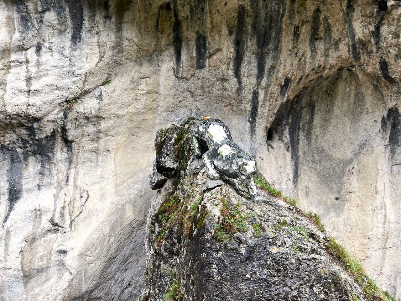 Зеркальный барс